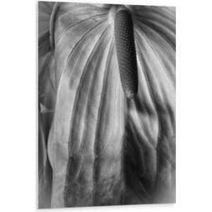 PVC Schuimplaat - Spathiphyllum Cochlearspathum Bloem - Zwart/Wit - 80x120 cm Foto op PVC Schuimplaat (Met Ophangsysteem)