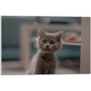 WallClassics - PVC Schuimplaat - Aankijkende Kitten in Camera - 60x40 cm Foto op PVC Schuimplaat (Met Ophangsysteem)