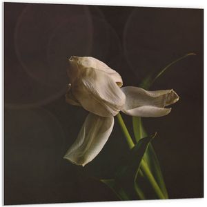 PVC Schuimplaat - Stervende Witte Tulp op Stengel voor Donker Bruine Achtergrond - Bloemen - 100x100 cm Foto op PVC Schuimplaat (Met Ophangsysteem)