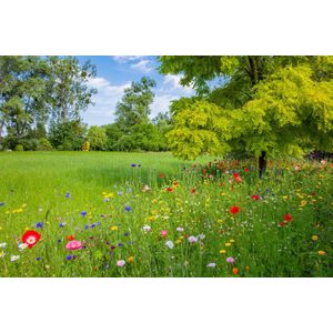 Veldbloemen zaad - Gemengde Zomerbloem 5 gram - 2,5 m2 - goudsbloem - korenbloem - cosmea - slaapmutsje