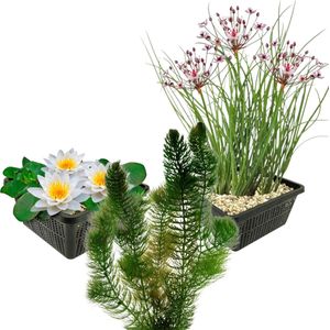 vdvelde.com - Inheemse Vijverplanten - 7 stuks - Witte Waterlelie, Hoornblad, Zwanenbloem - Combi set - Manden en losse planten - Plaatsing: -1 tot -40 cm