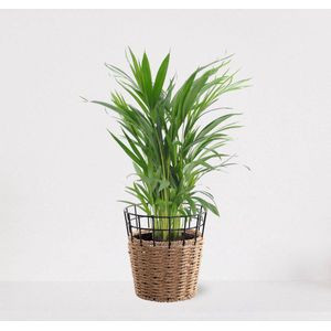 Areca in siermand May Naturel – groene kamerplant – luchtzuiverend - 60-75cm - Ø18 – geleverd met plantenpot – vers uit de kwekerij