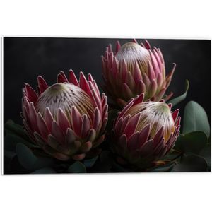 PVC Schuimplaat - Close-up van Drie Koningsprotea Bloemen tegen Donkere Achtergrond - 60x40 cm Foto op PVC Schuimplaat (Met Ophangsysteem)