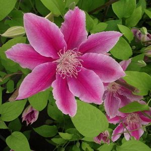 Clematis Dr. Ruppel - Bosrank