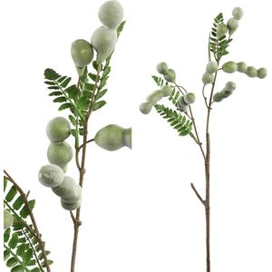 PTMD Berry plant green jumbo bean spray