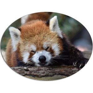 Dibond Ovaal - Liggende Rode Panda met Grote Klauwen op Boomstronk - 108x81 cm Foto op Ovaal (Met Ophangsysteem)