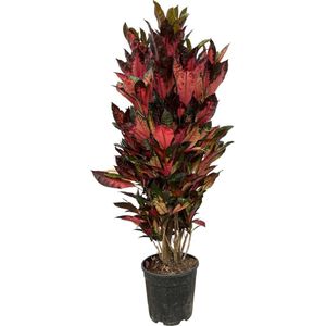 Kleurrijke kamerplant Codiaeum Iceton (Croton), 150 cm hoog, Ø30