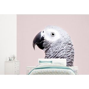 Papegaai - Grijs - Dieren - Natuur - Behangpapier