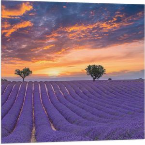 Vlag - Zonsondergang bij Lavendel Veld in de Zomer - 80x80 cm Foto op Polyester Vlag
