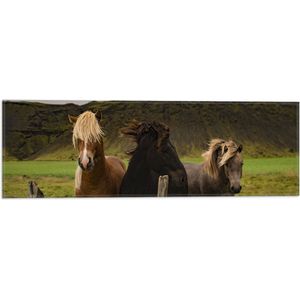 WallClassics - Vlag - Drietal Paarden in Verschillende Kleuren - 60x20 cm Foto op Polyester Vlag