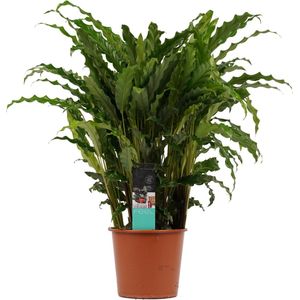 Calathea Bluegrass ↨ 60cm - hoge kwaliteit planten