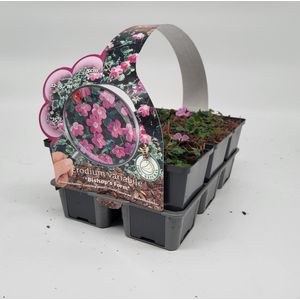 2x6 stuks (12 planten) in 6-Pack concept - Erodium variabile 'Bishop's Form' - Bodembedekker - Vaste plant - Tuinplant - Winterhard - Groenblijvend - Groen - Reigersbek - Roze bloem