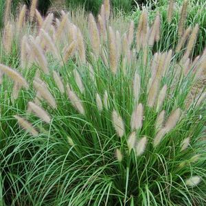 50 x Hoog Lampenpoetsersgras - Siergras Winterhard - Pennisetum alopecuroides in 9x9cm pot met hoogte 5-10cm