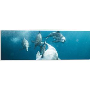 PVC Schuimplaat - Vrolijke Dolfijnen in de Zee - 60x20 cm Foto op PVC Schuimplaat (Met Ophangsysteem)