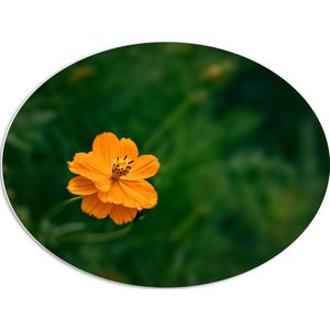PVC Schuimplaat Ovaal - Oranje Cosmos Sulphureus Bloem voor Donker Groene Achtergrond - 80x60 cm Foto op Ovaal (Met Ophangsysteem)