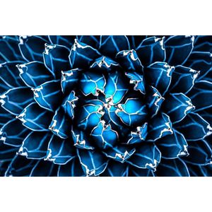 Agave cactus – 135cm x 90cm - Fotokunst op PlexiglasⓇ incl. certificaat & garantie.