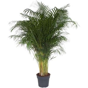 Goudpalm - Dypsis Lutescens hoogte 200cm potmaat 34cm