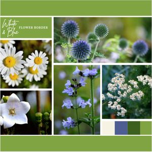 Borderpakket Wit en Blauw (6 planten: 1 m²)