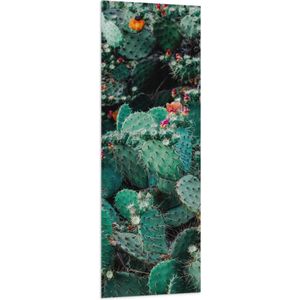 Vlag - Cactussen - Prikkers - Kleuren - 50x150 cm Foto op Polyester Vlag