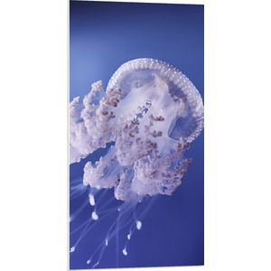 WallClassics - PVC Schuimplaat- Kwallen in Paars Water - 50x100 cm Foto op PVC Schuimplaat