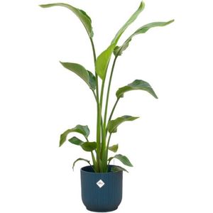 Combi deal - Strelitzia Nicolai inclusief elho Vibes Fold Round blauw Ø22 - 120 cm