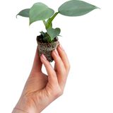 PLNTS - Baby Philodendron Hastatum Silver Sword - Kamerplant - Stekplantje 2 cm - Hoogte 15 cm