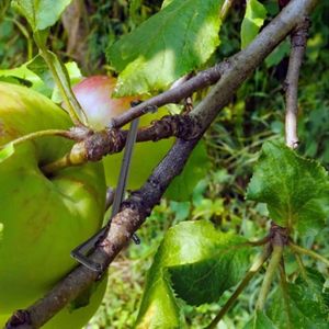 Drukvaste Plantentaktrainer - Hoge Hardheid - Kunststof Fruitboomtakbrancards .