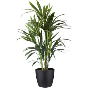 Goed & Groen - Kentia Palm in ELHO sierpot (Brussels Round zwart) - ↨ 90cm - Potmaat 20 - Exclusieve Kwaliteit Planten - Kamer Plant - Kamerplanten - Sfeer - Interieur