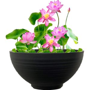 vdvelde.com - Terrasvijver - Roze Lotus - Complete set - 13 planten - Kunststof schaal Ø 40 x H 20 cm
