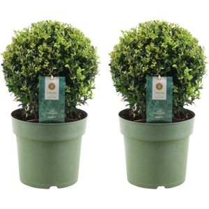 Plants by Frank | echte hulstplant in bolvorm | 2x Ilex crenata 'Jenny' bol | set van 2 stuks | 20 cm Ø diameter | buxusvervanger | Ilex | tuinplanten | buxus | planten