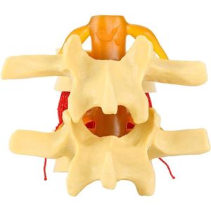 JGS Premium - Demonstratiemodel voor verpleegkundigen - medisch ontwerp - maat 1:1,5 - professioneel gebruik