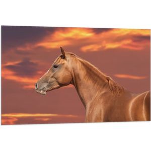 Vlag - Zijaanzicht van Glanzend Bruin Paard onder Oranje Gloed in de Lucht - 105x70 cm Foto op Polyester Vlag