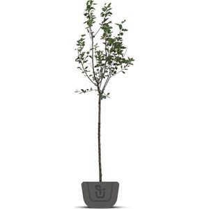 Appelboom - Malus domestica Wellant | Halfstam leivorm