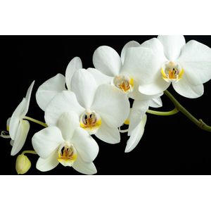 Dibond - Bloemen - Bloem - orchidee in wit / zwart  - 80 x 120 cm.