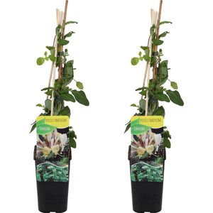 Bloomique - Set van 2 - Lonicera Periclymenum - Wilde Kamperfoelie - Geel - Klimplanten - Tuinplanten - Winterhard - Pot 15cm - 70-80cm Hoog