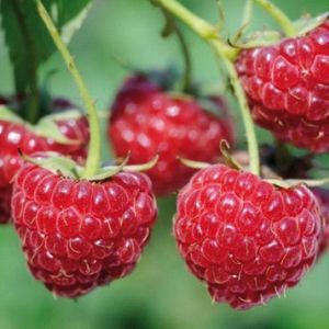 Framboos 'Autumn Bliss' (Rubus idaues) - kleinfruit - fruitstruik - zelf frambozen kweken - moestuin - 3 stuks