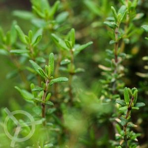 Tijm zaden biologisch (Thymus vulgaris) 0.1 g