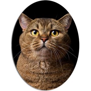 Dibond Ovaal - Bruine Scottisch Kat met Helderkleurige Ogen tegen Zwarte Achtergrond - 60x80 cm Foto op Ovaal (Met Ophangsysteem)