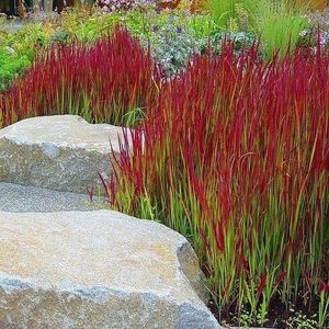 50 x Japans Bloedgras Rood|Groen - Winterhard Siergras - Tuinplanten - Imperata Red Baron in 9x9cm pot met hoogte 5-10cm