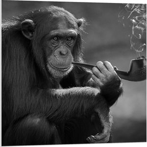 PVC Schuimplaat - Chimpansee Aap Rokend aan Pijp (Zwart- wit) - 80x80 cm Foto op PVC Schuimplaat (Met Ophangsysteem)