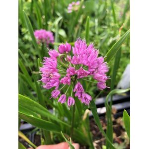 6 x Allium 'Millenium' - Sierui - P9 Pot (9 x 9cm) - Dima Vaste Planten
