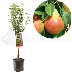 Perenboom - Pyrus communis Williams - handpeer - laagstam 150cm