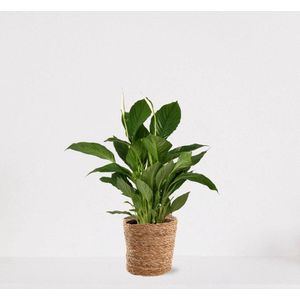 Spathiphyllum in siermand Amber Naturel – witte kamerplant – luchtzuiverende lepelplant - ↕60-75cm - Ø18 – geleverd met plantenpot – vers uit de kwekerij