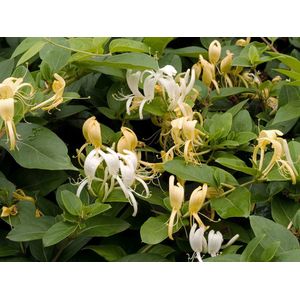 Lonicera jap. 'Halliana' 70- 80cm - 2 stuks - kamperfoelie - lichtgele bloemen - half wintergroen - zwarte bessen - 2 liter pot