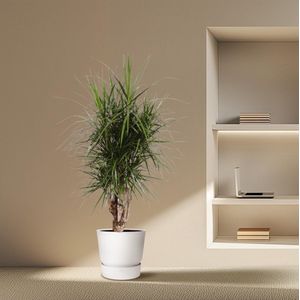 Dracaena Marginata (vertakt) -
