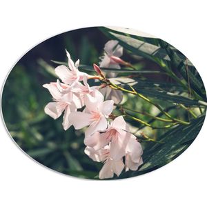 PVC Schuimplaat Ovaal - Licht Roze Oleander Bloemen Tussen Donker Groene Takken en Bladeren - 80x60 cm Foto op Ovaal (Met Ophangsysteem)