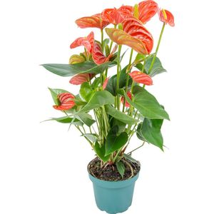 Anthurium 'Aristo' Oranje – Flamingoplant - Kamerplant - Onderhoudsvriendelijk - ⌀12 cm - 30-40 cm