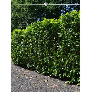 Laurier Prunus Novita 180-200 cm, 50x Haagplant