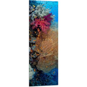 WallClassics - Vlag - Mix van Koraal in Helderblauwe Zee - 40x120 cm Foto op Polyester Vlag