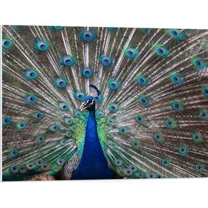 PVC Schuimplaat- Pauw met Openslaande Veren - 80x60 cm Foto op PVC Schuimplaat